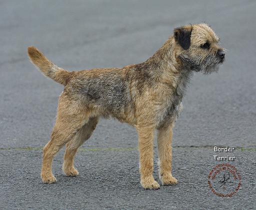 Border Terrier 9R011D-060.JPG